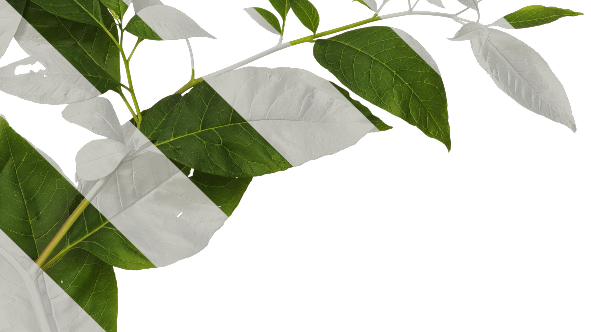 Anydrafts Phytolacca acinosa Atlas 10 Texture_4