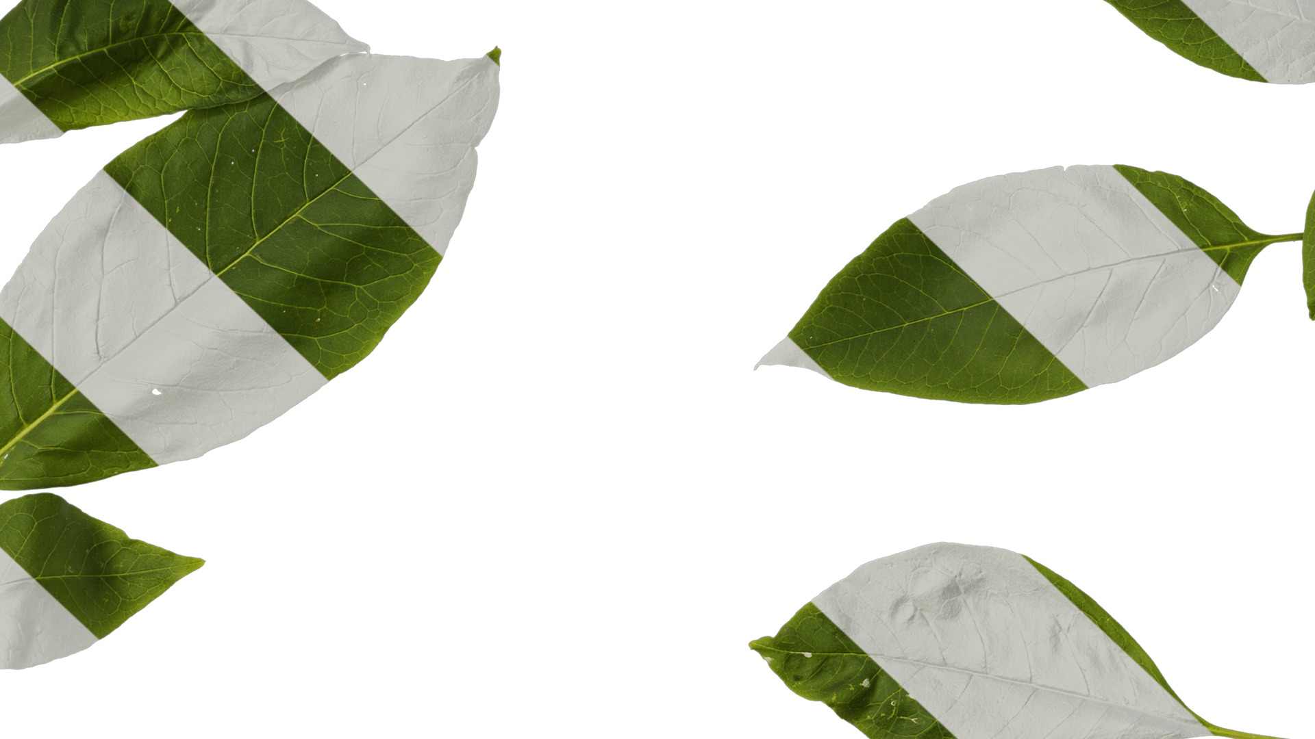 Anydrafts Phytolacca acinosa Atlas 11 Texture_7