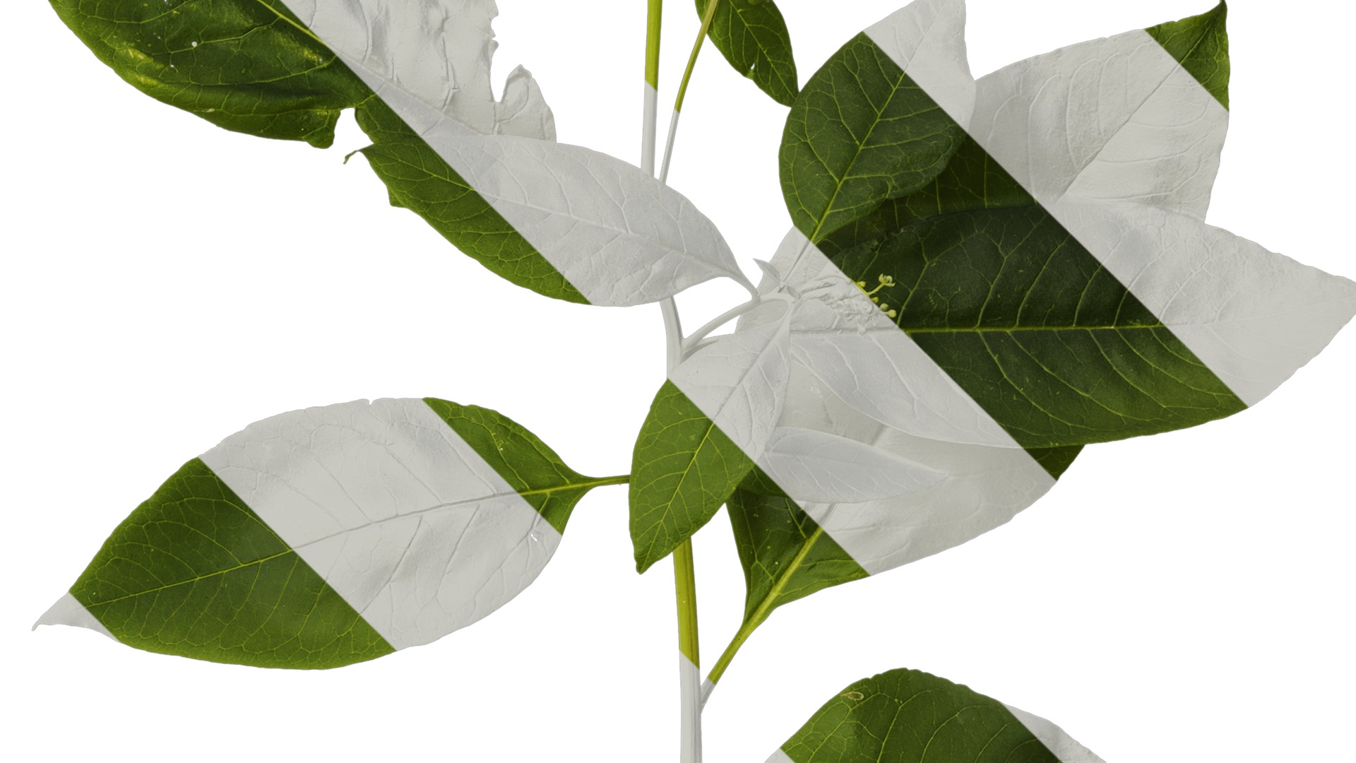 Anydrafts Phytolacca acinosa Atlas 11 Texture_4