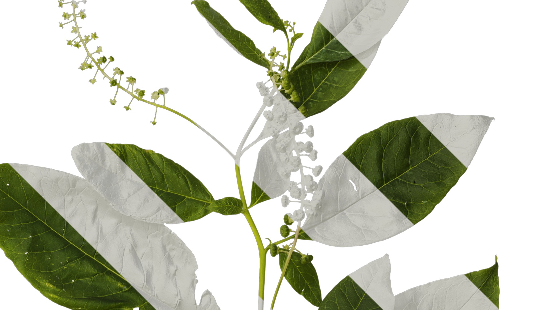 Anydrafts Phytolacca acinosa Atlas 11 Texture_2