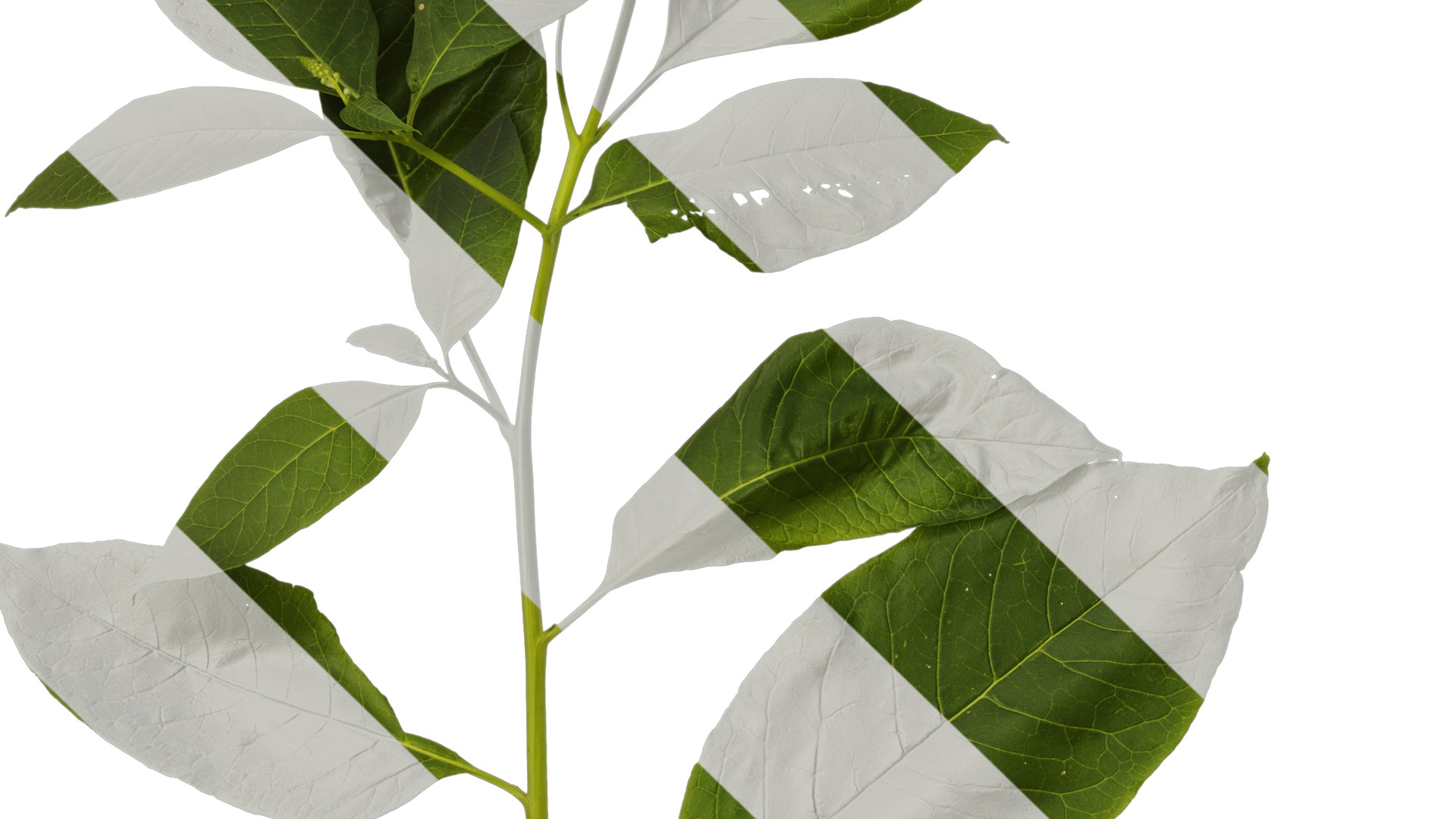 Anydrafts Phytolacca acinosa Atlas 11 Texture_3