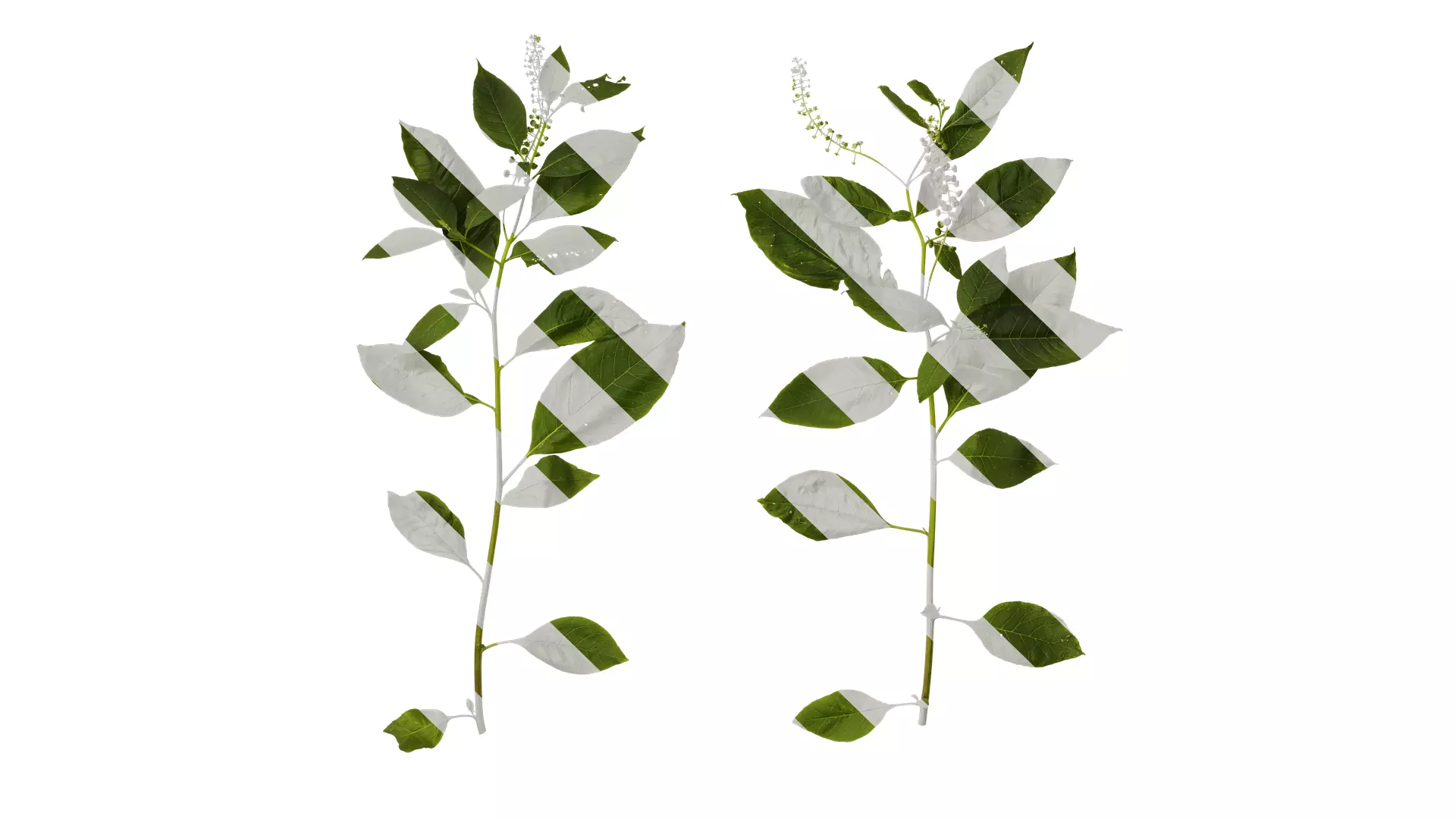 Anydrafts Phytolacca acinosa Atlas 11 Texture_0