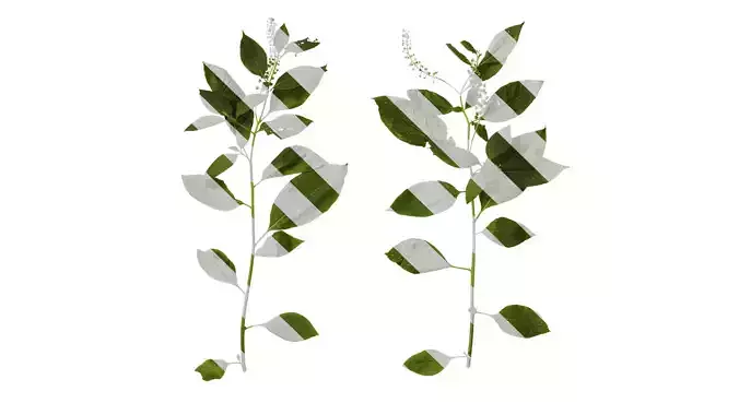 Anydrafts Phytolacca acinosa Atlas 11