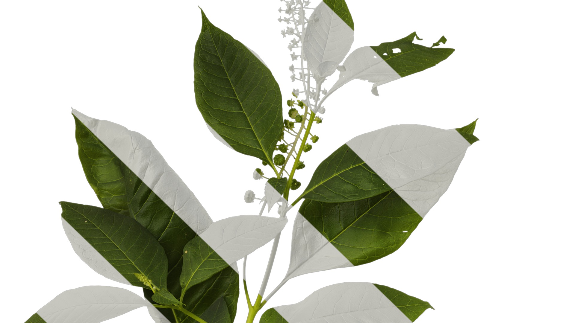 Anydrafts Phytolacca acinosa Atlas 11 Texture_1