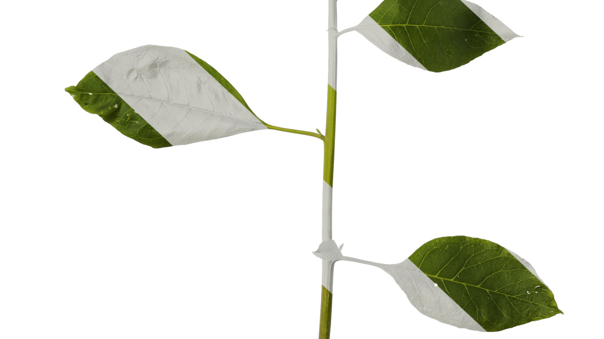 Anydrafts Phytolacca acinosa Atlas 11 Texture_6