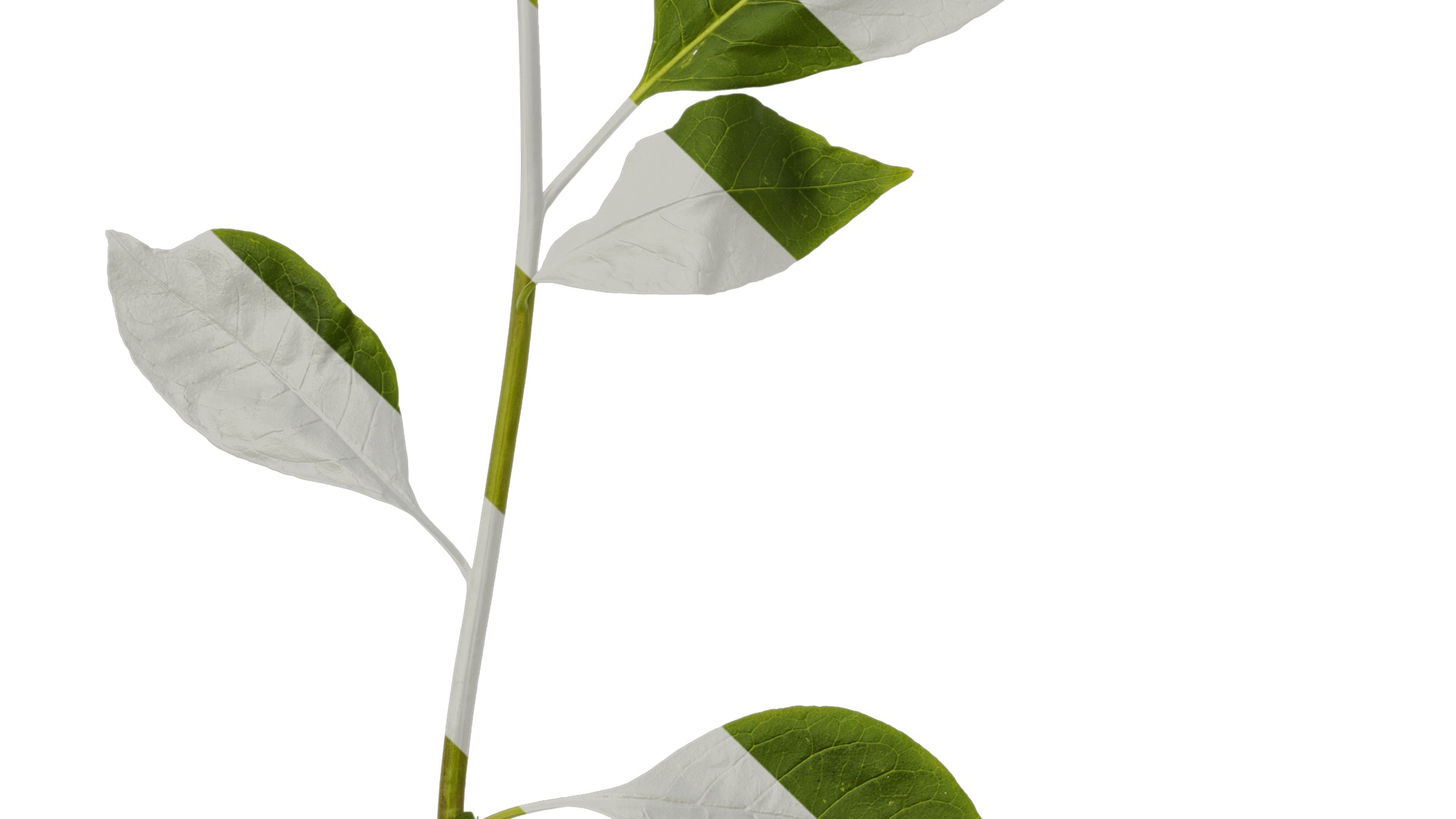 Anydrafts Phytolacca acinosa Atlas 11 Texture_5