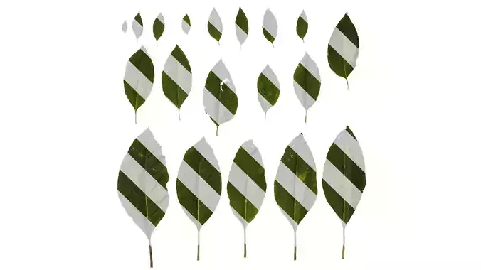 Anydrafts Phytolacca acinosa Leaf 05