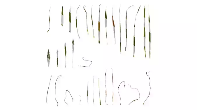 Anydrafts Polypogon fugax Atlas 03