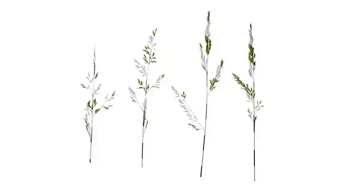 Anydrafts Polypogon fugax Atlas 06