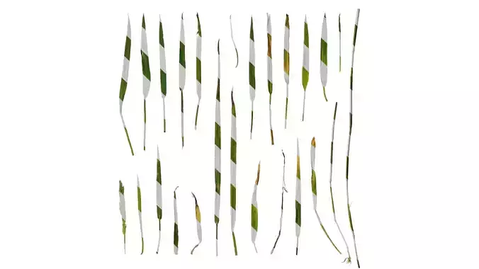 Anydrafts Polypogon fugax Atlas 09