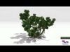 Chinese Banyan Tree-S5 Low-poly 3D model_1