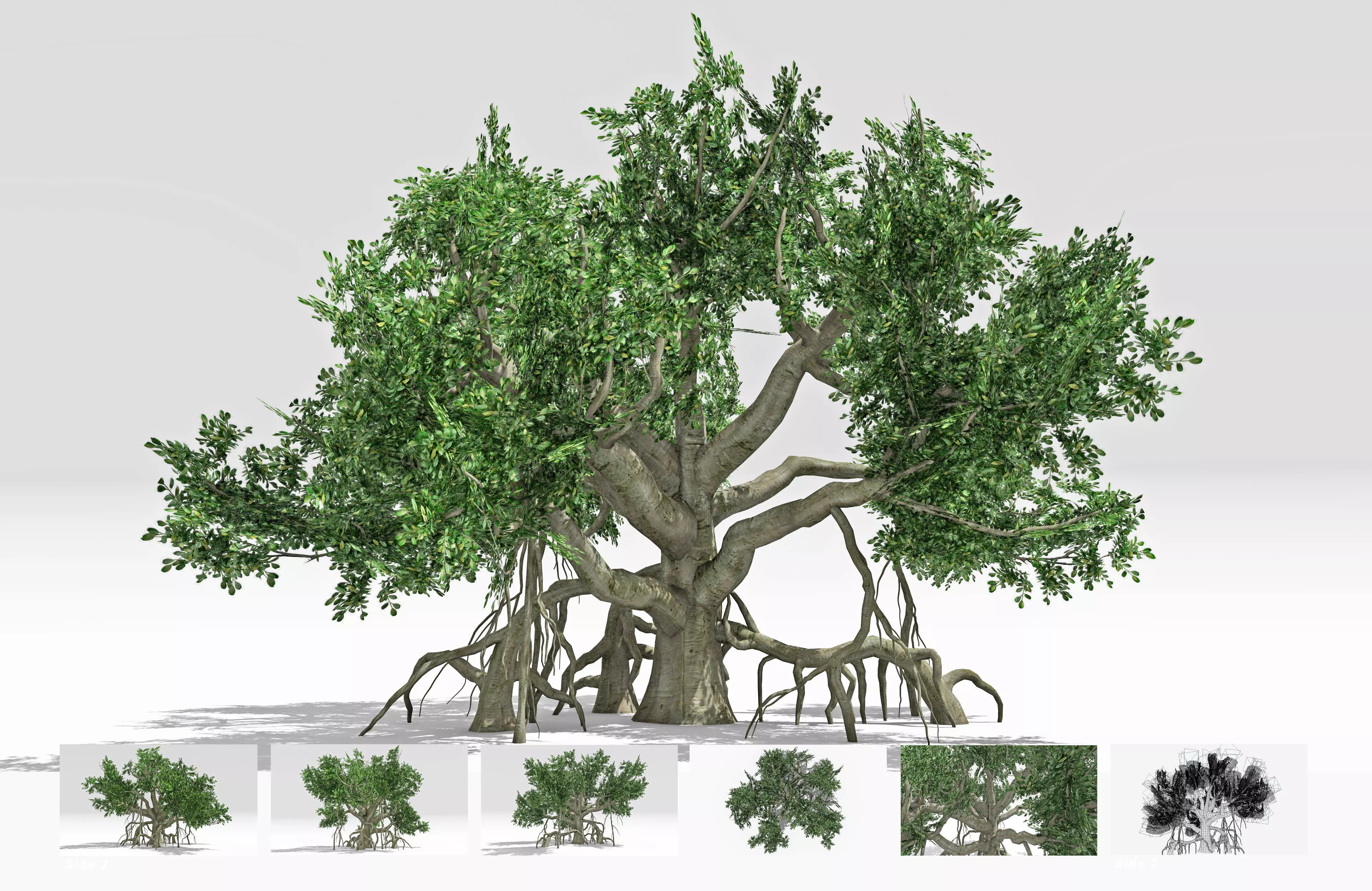 Chinese Banyan Tree-S6 Low-poly 3D model