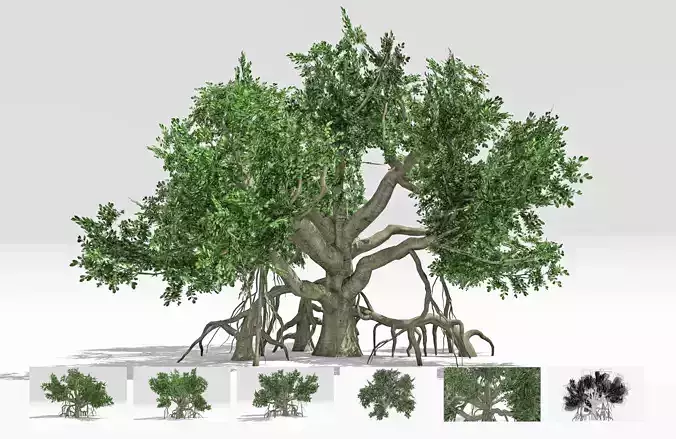 Chinese Banyan Tree-S6 Low-poly 3D model