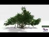 Chinese Banyan Tree-S7 Low-poly 3D model_1