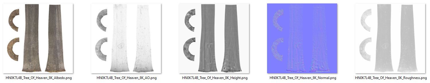 Tree Of Heaven 3D model_9
