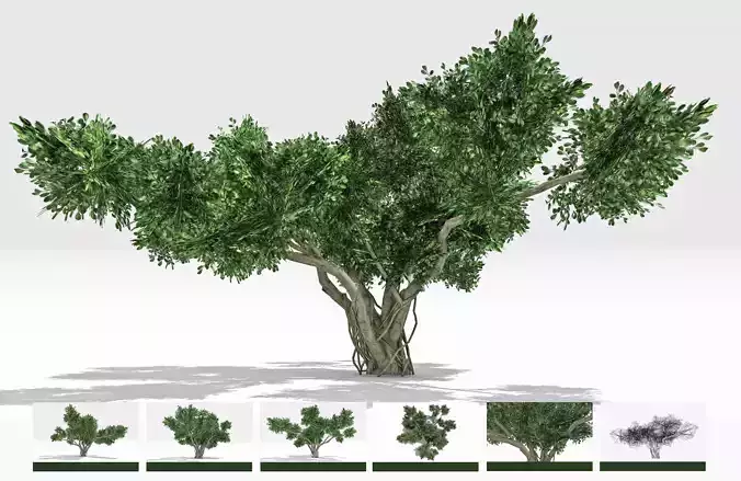 Chinese Banyan Tree-S8 Low-poly 3D model