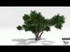 Chinese Banyan Tree-S8 Low-poly 3D model_1