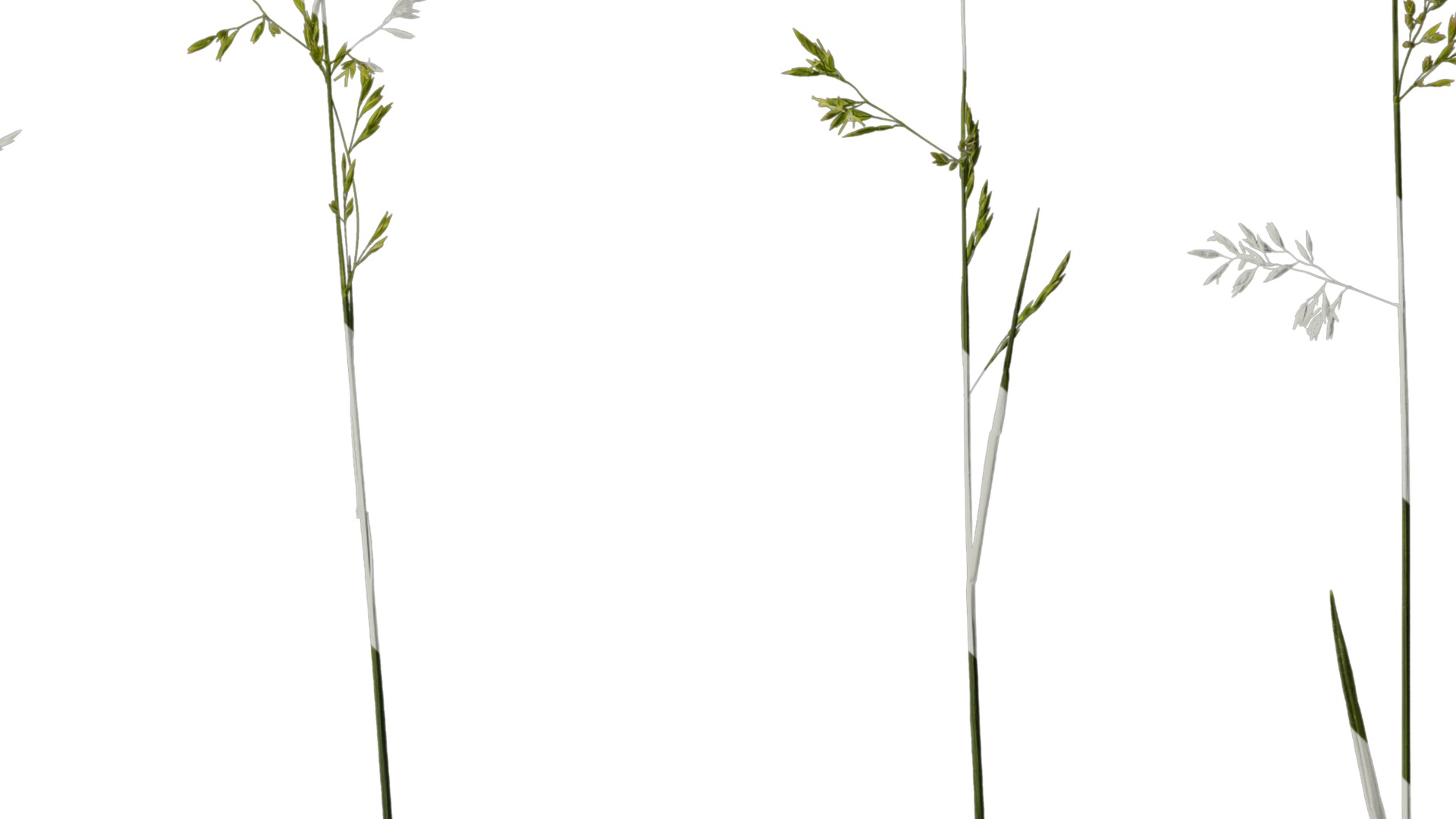 Anydrafts Polypogon fugax Atlas 12 Texture_4