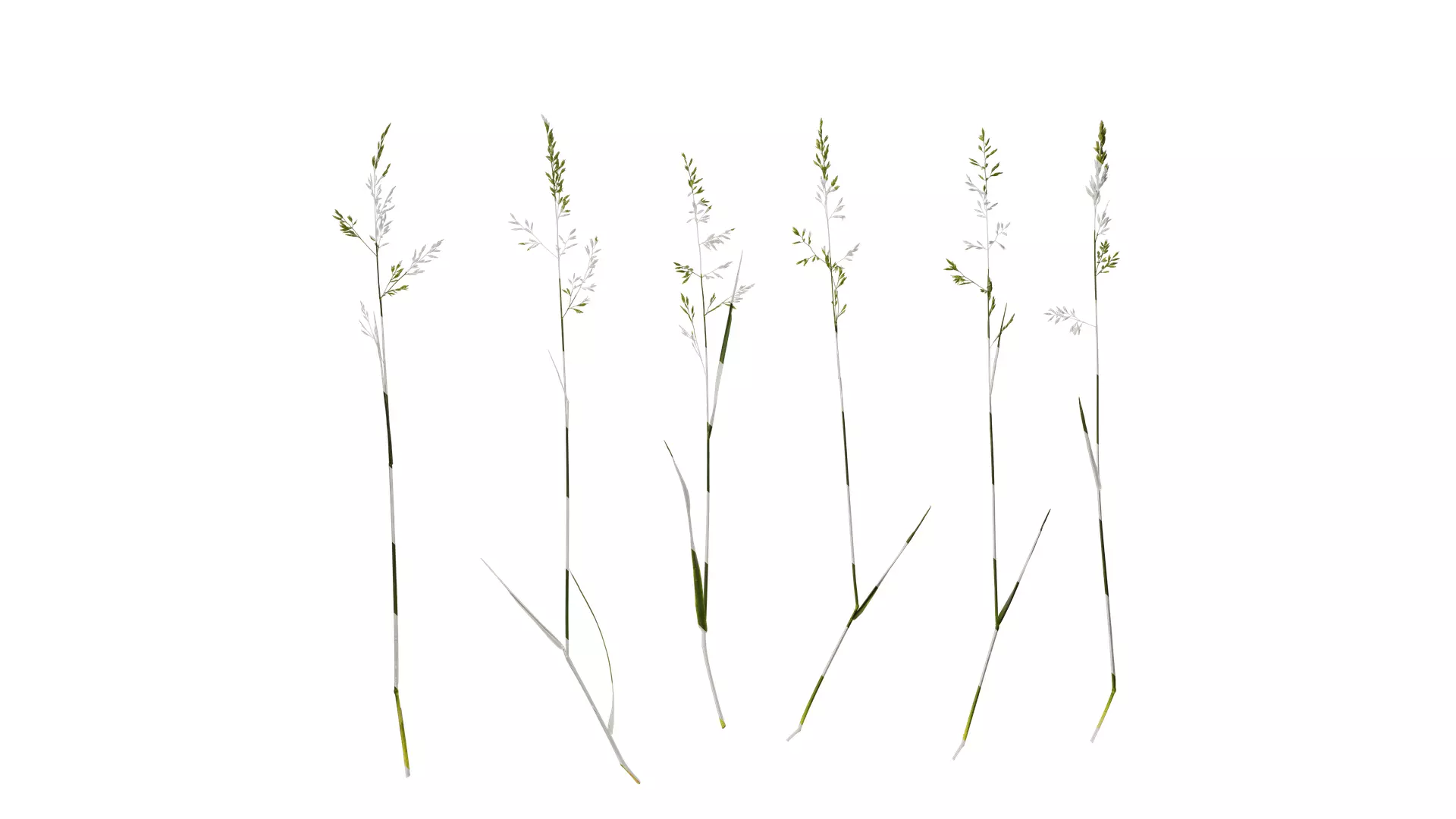 Anydrafts Polypogon fugax Atlas 12 Texture_0