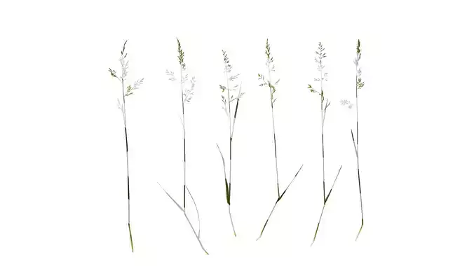 Anydrafts Polypogon fugax Atlas 12