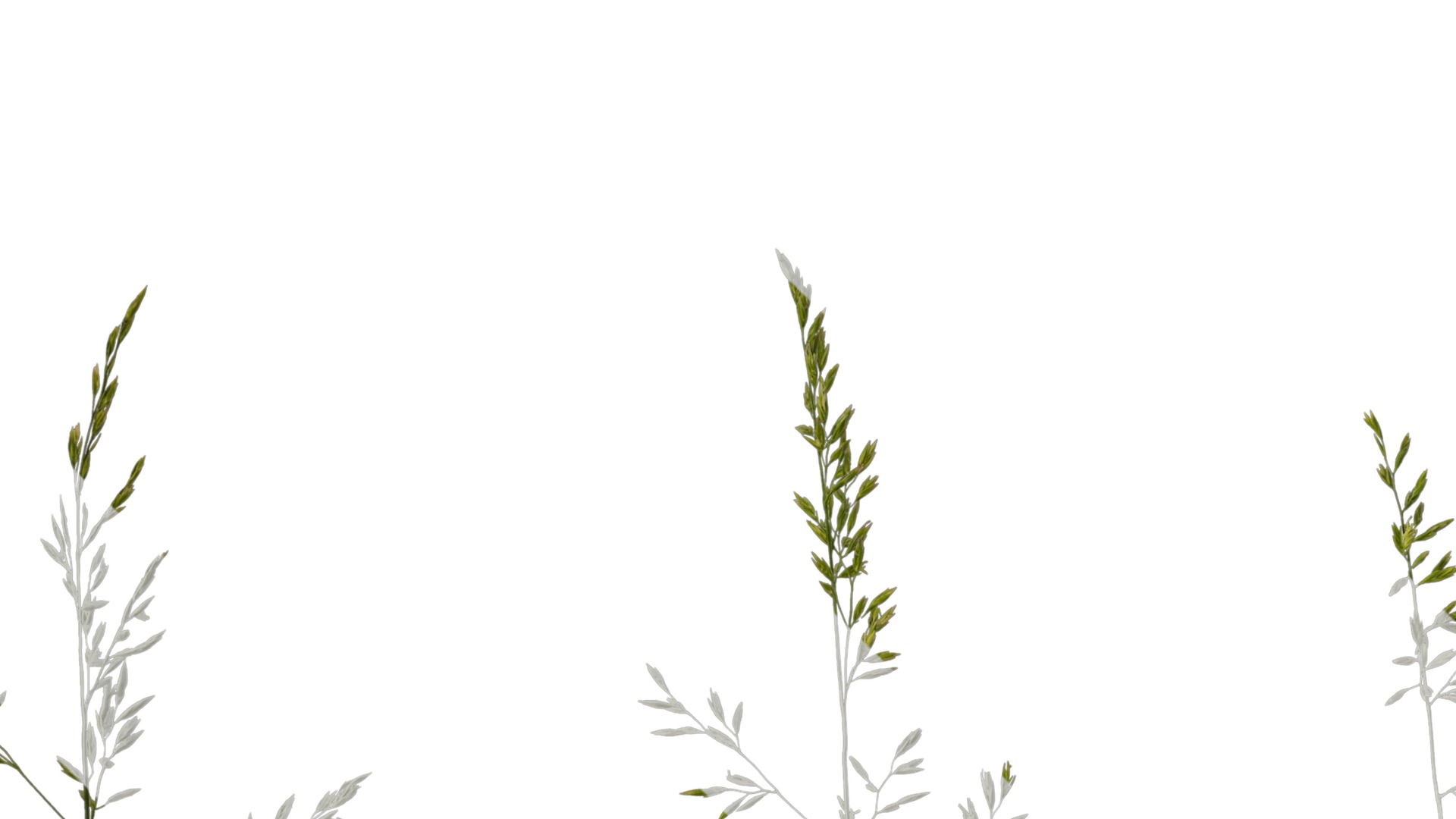 Anydrafts Polypogon fugax Atlas 12 Texture_1