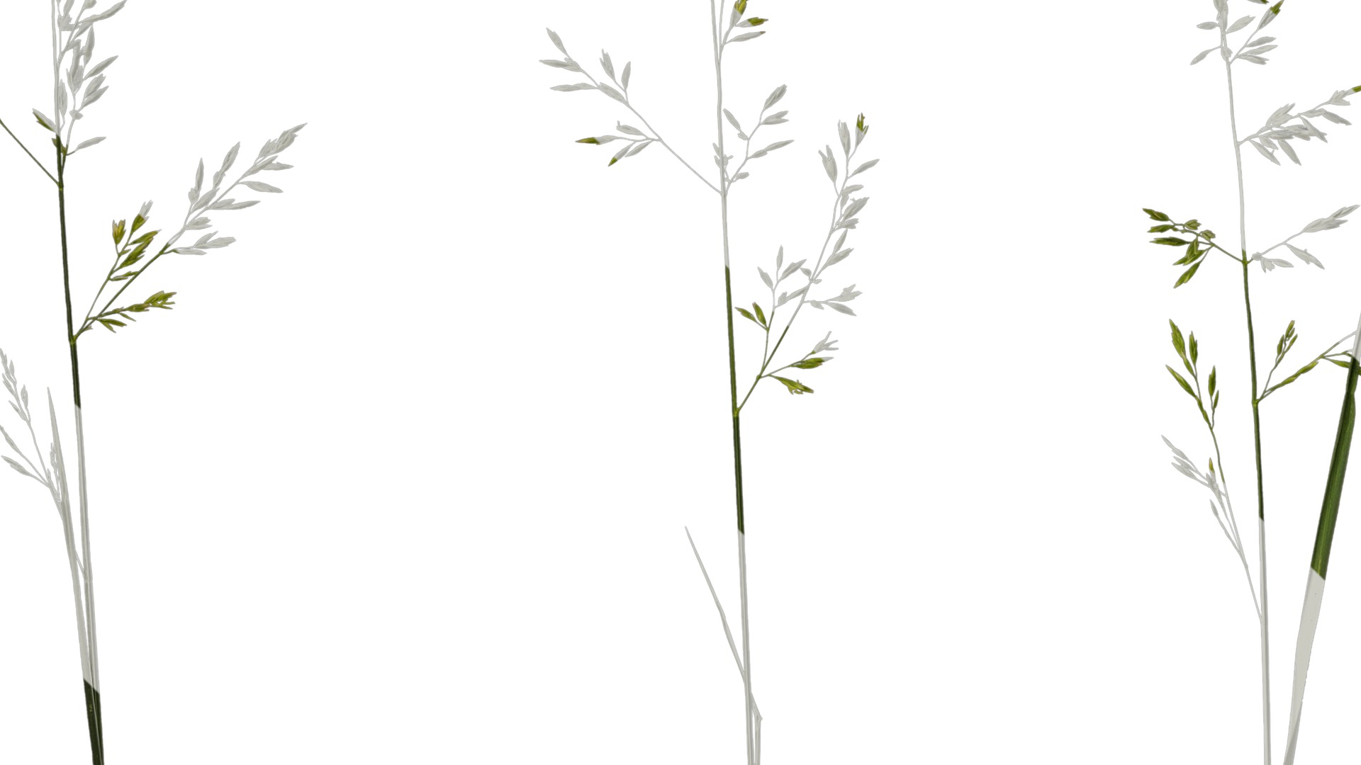 Anydrafts Polypogon fugax Atlas 12 Texture_3