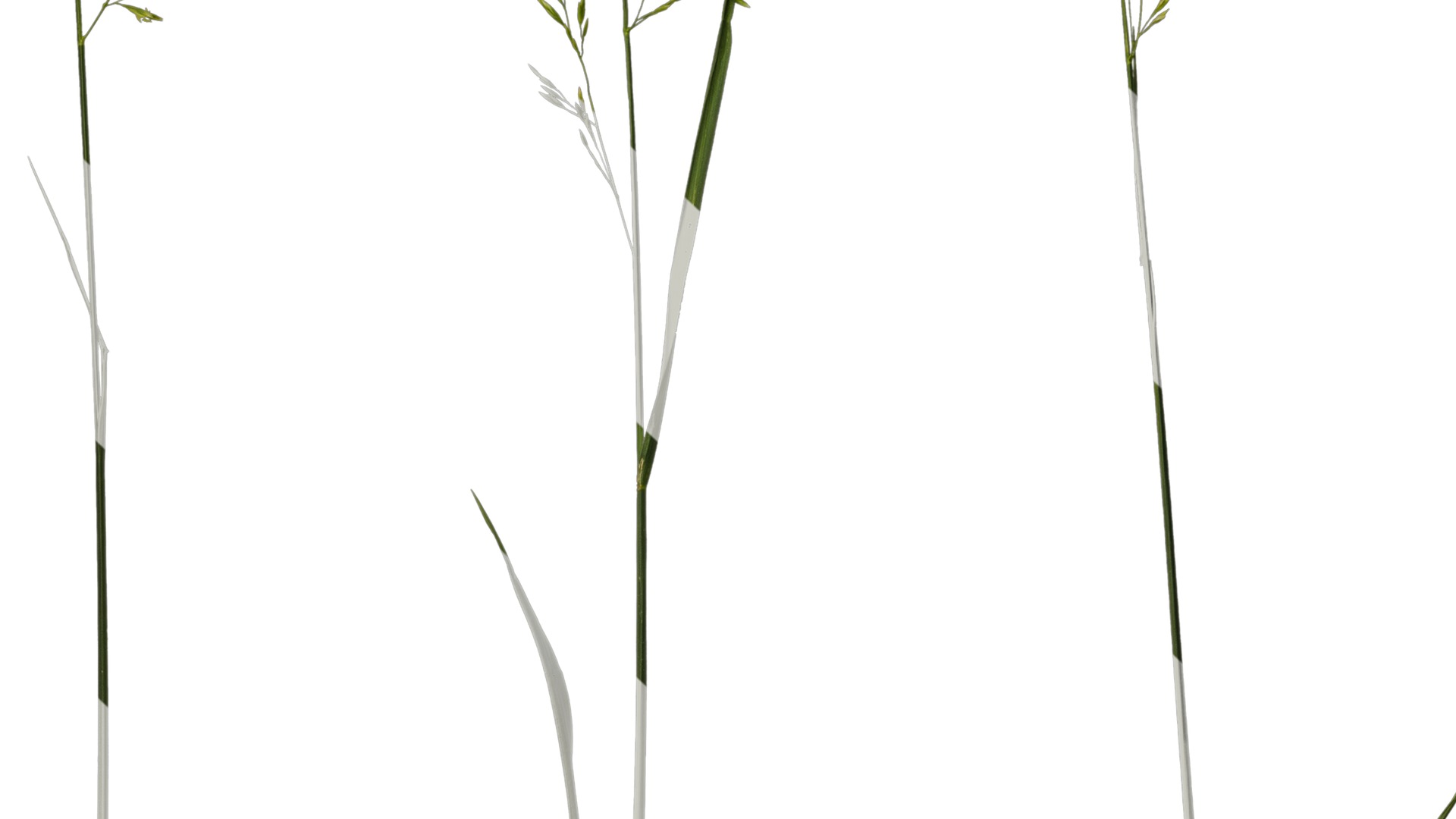 Anydrafts Polypogon fugax Atlas 12 Texture_7