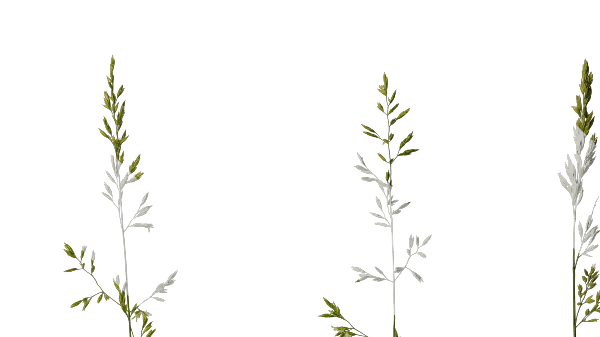 Anydrafts Polypogon fugax Atlas 12 Texture_2