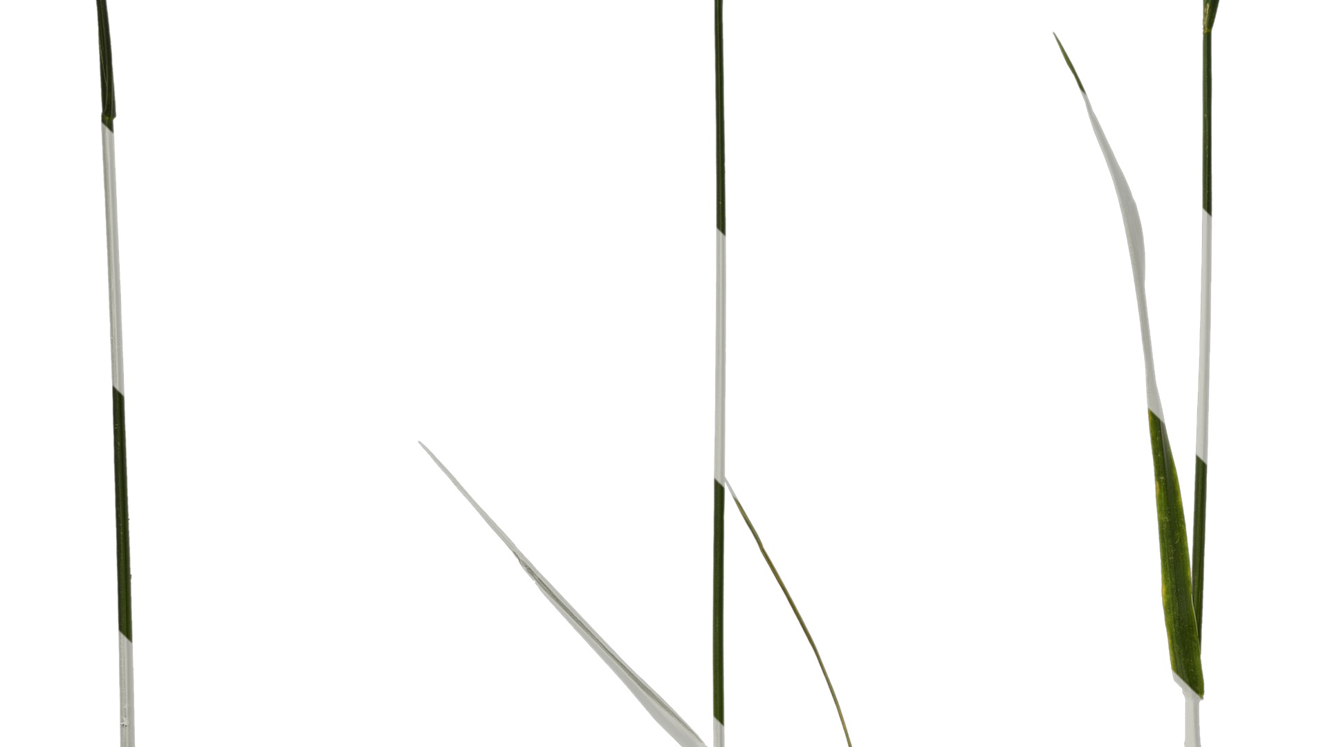 Anydrafts Polypogon fugax Atlas 12 Texture_5