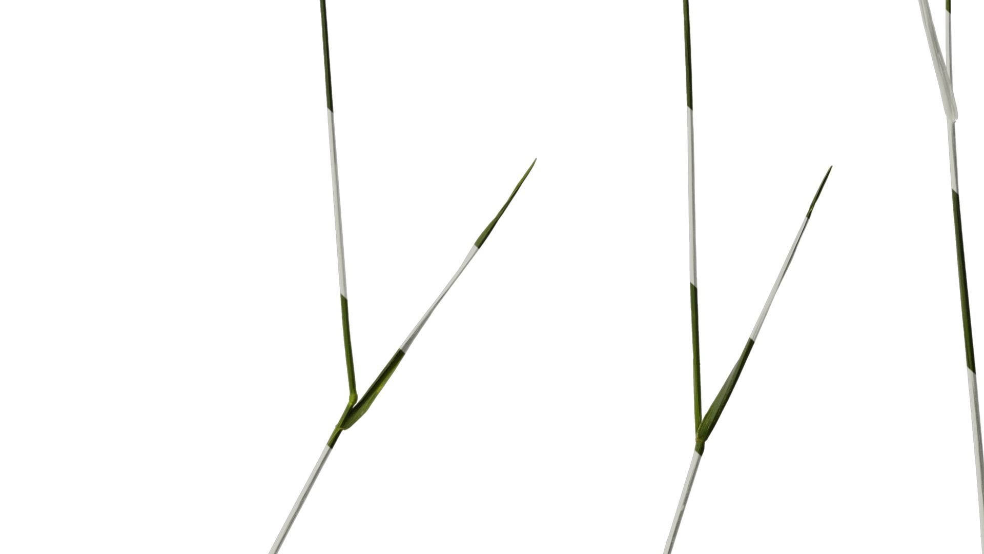 Anydrafts Polypogon fugax Atlas 12 Texture_6