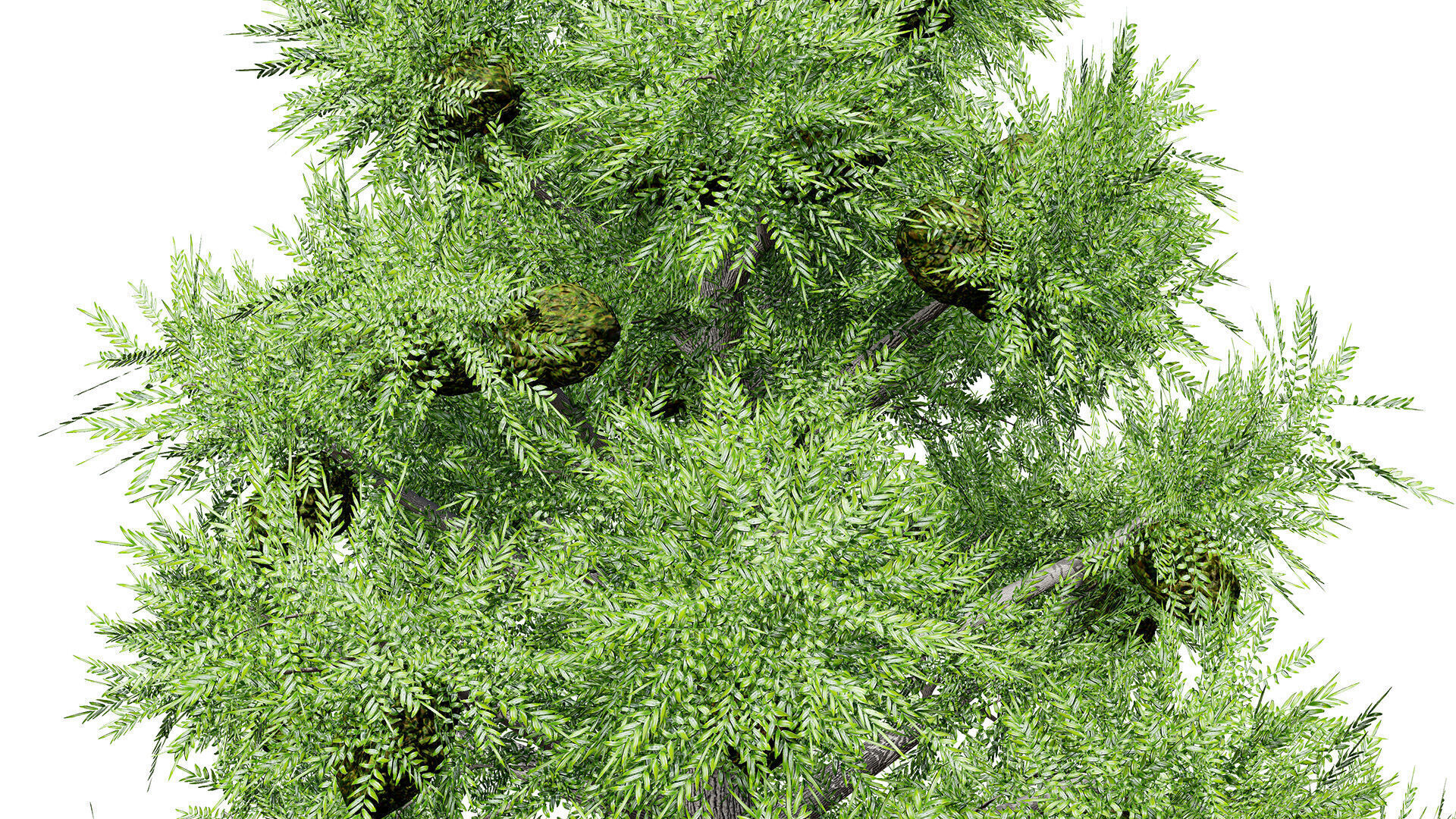 Australian Bunya Pine Trees Low-poly 3D model_7