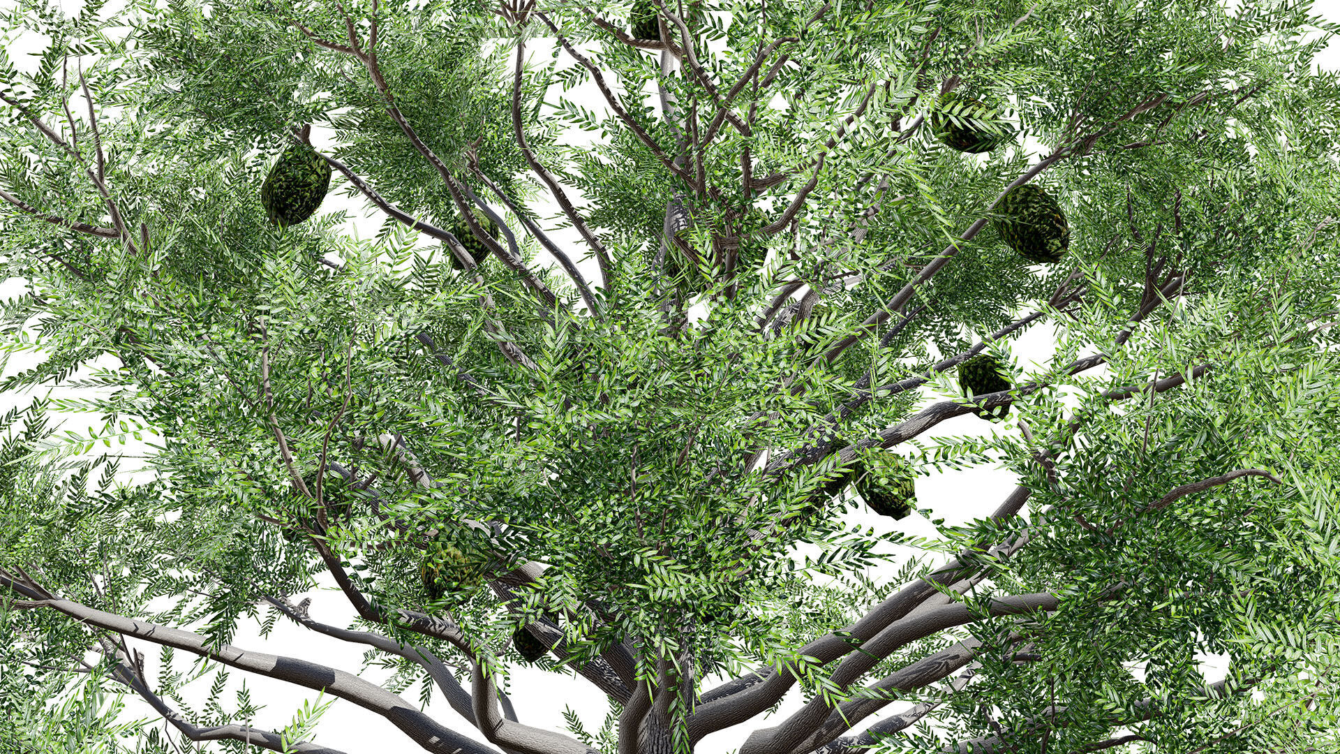 Australian Bunya Pine Trees Low-poly 3D model_10