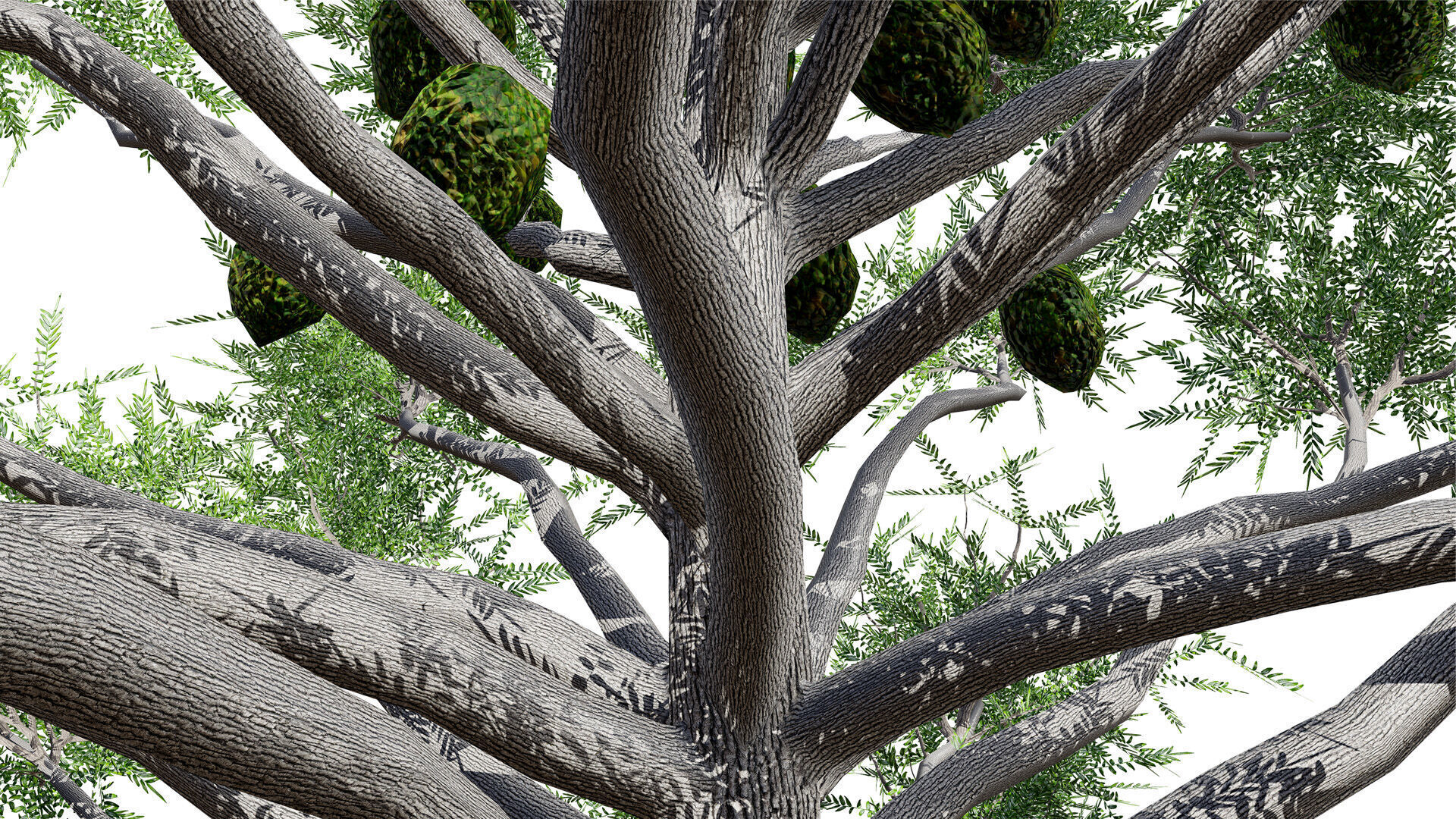 Australian Bunya Pine Trees Low-poly 3D model_3