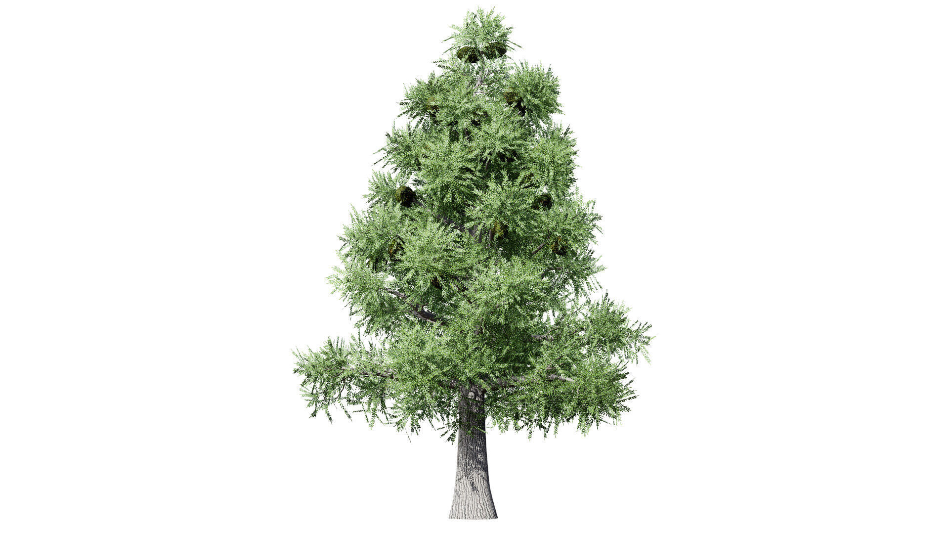 Australian Bunya Pine Trees Low-poly 3D model_2