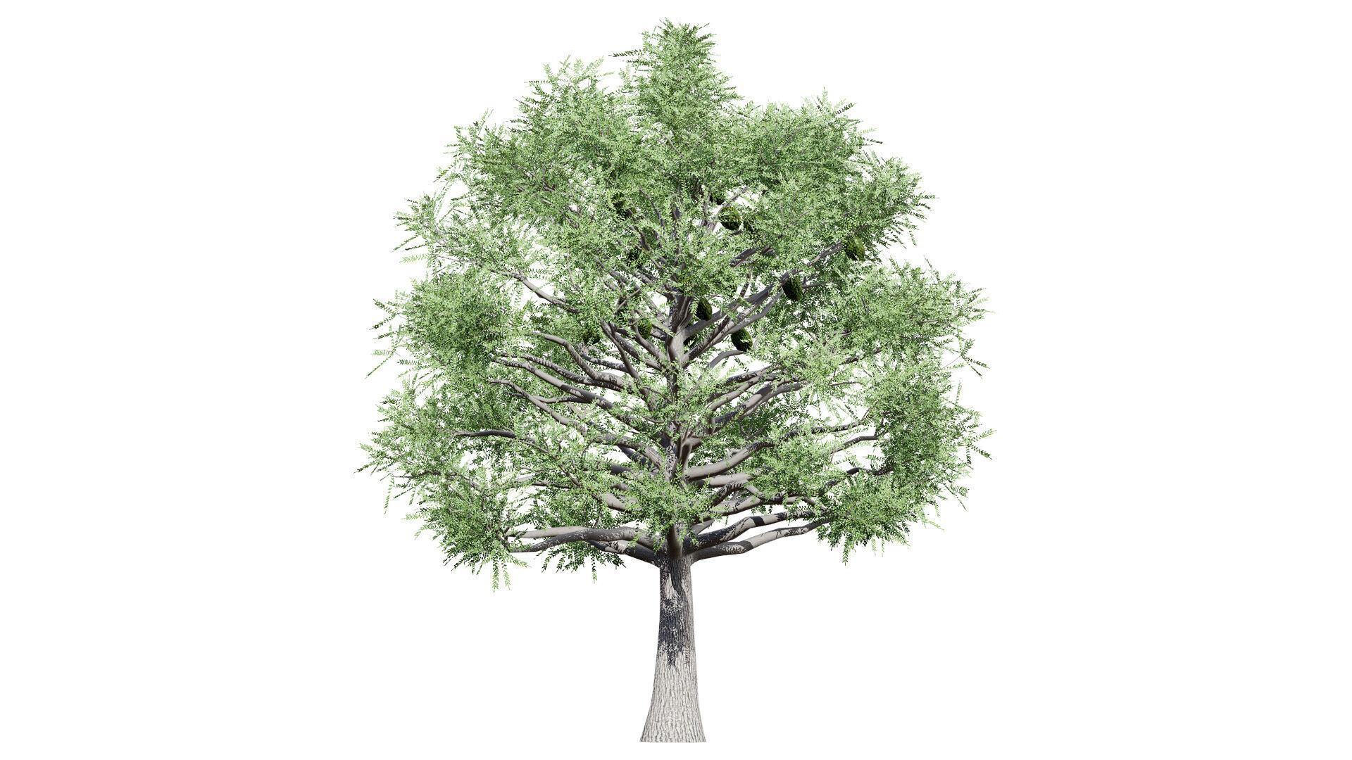 Australian Bunya Pine Trees Low-poly 3D model_9