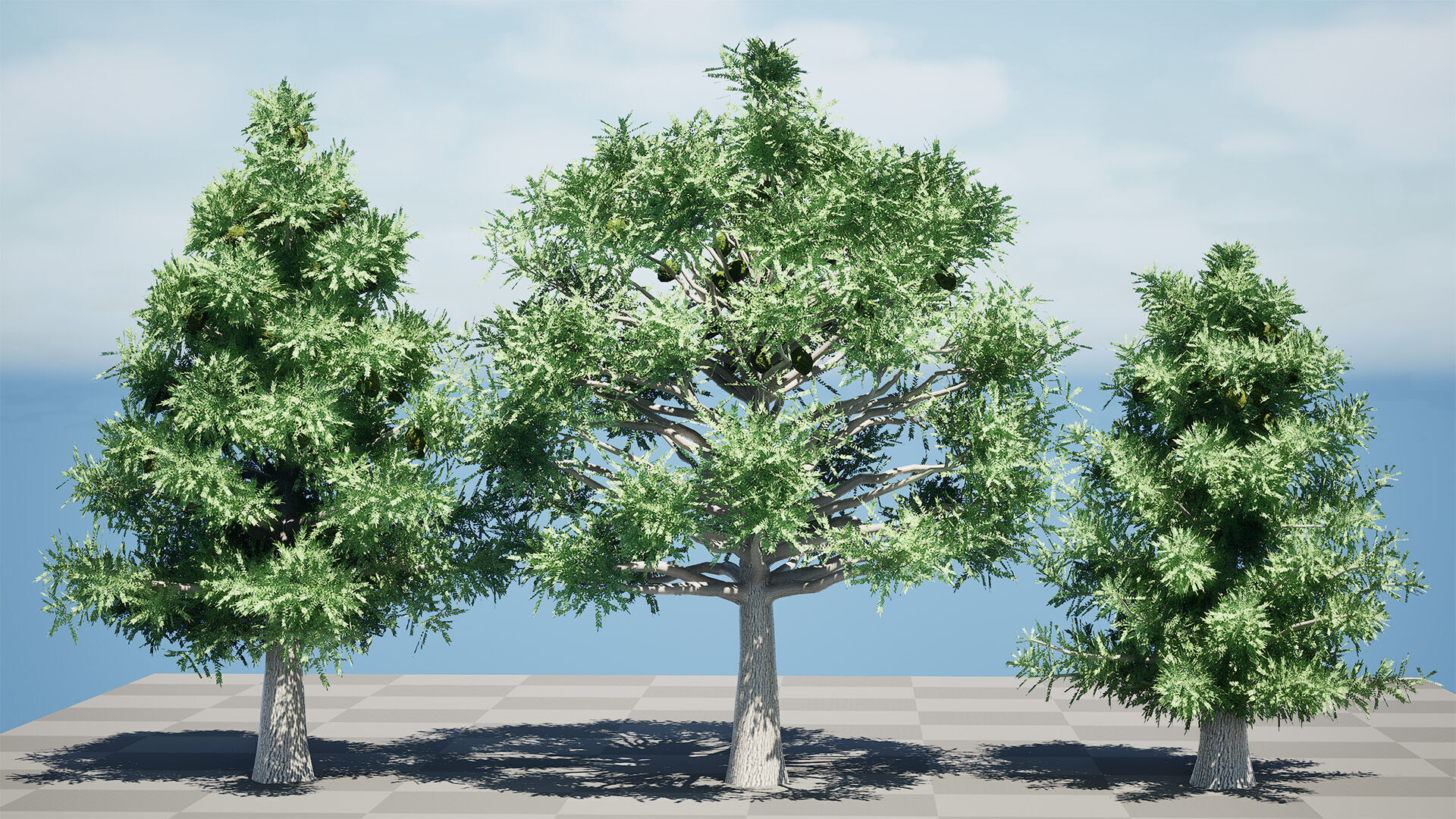 Australian Bunya Pine Trees Low-poly 3D model_12