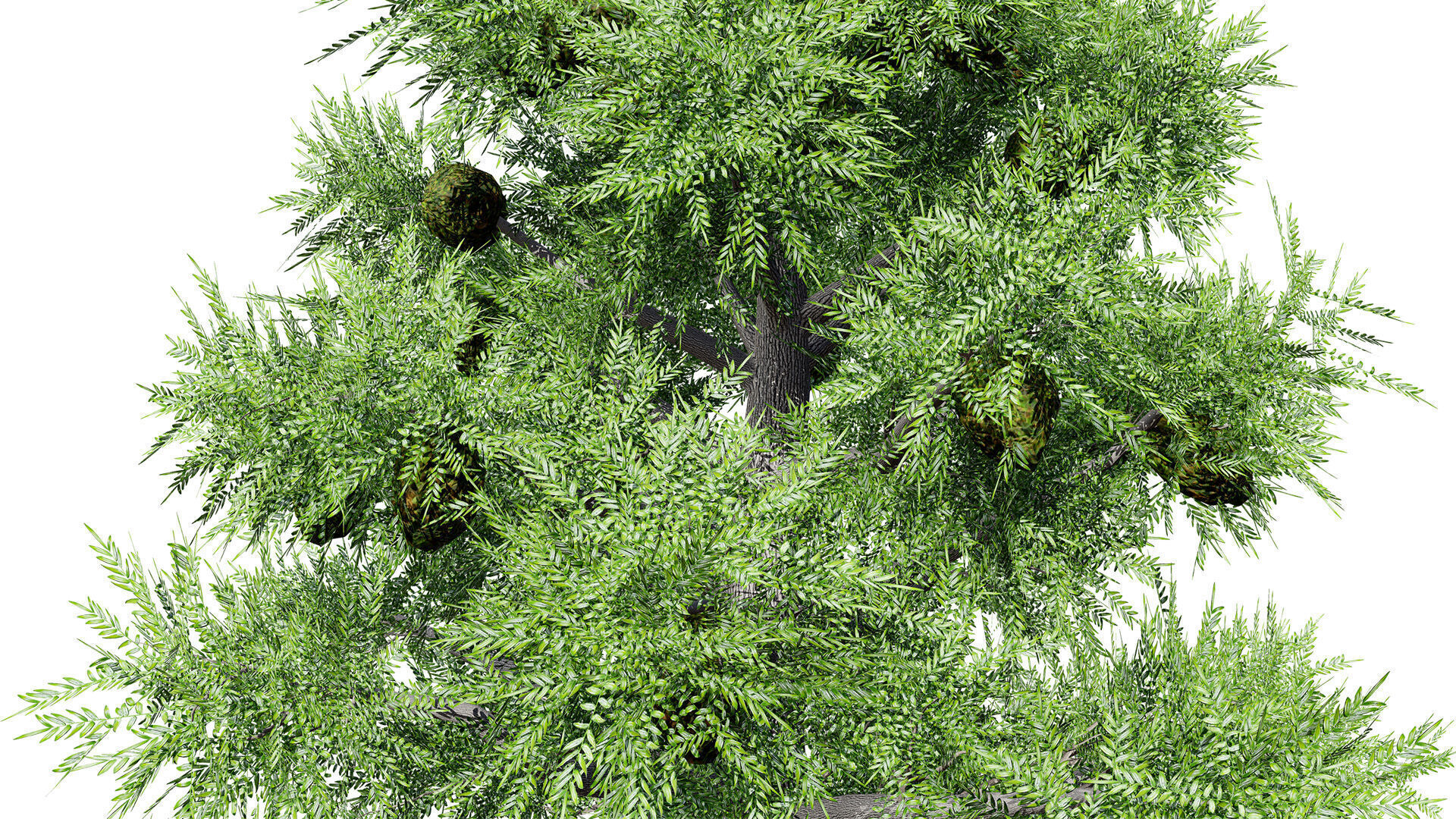 Australian Bunya Pine Trees Low-poly 3D model_6