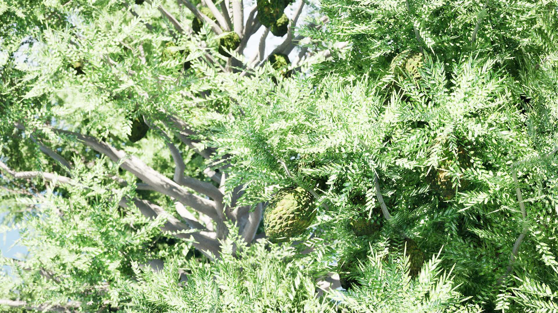 Australian Bunya Pine Trees Low-poly 3D model_4