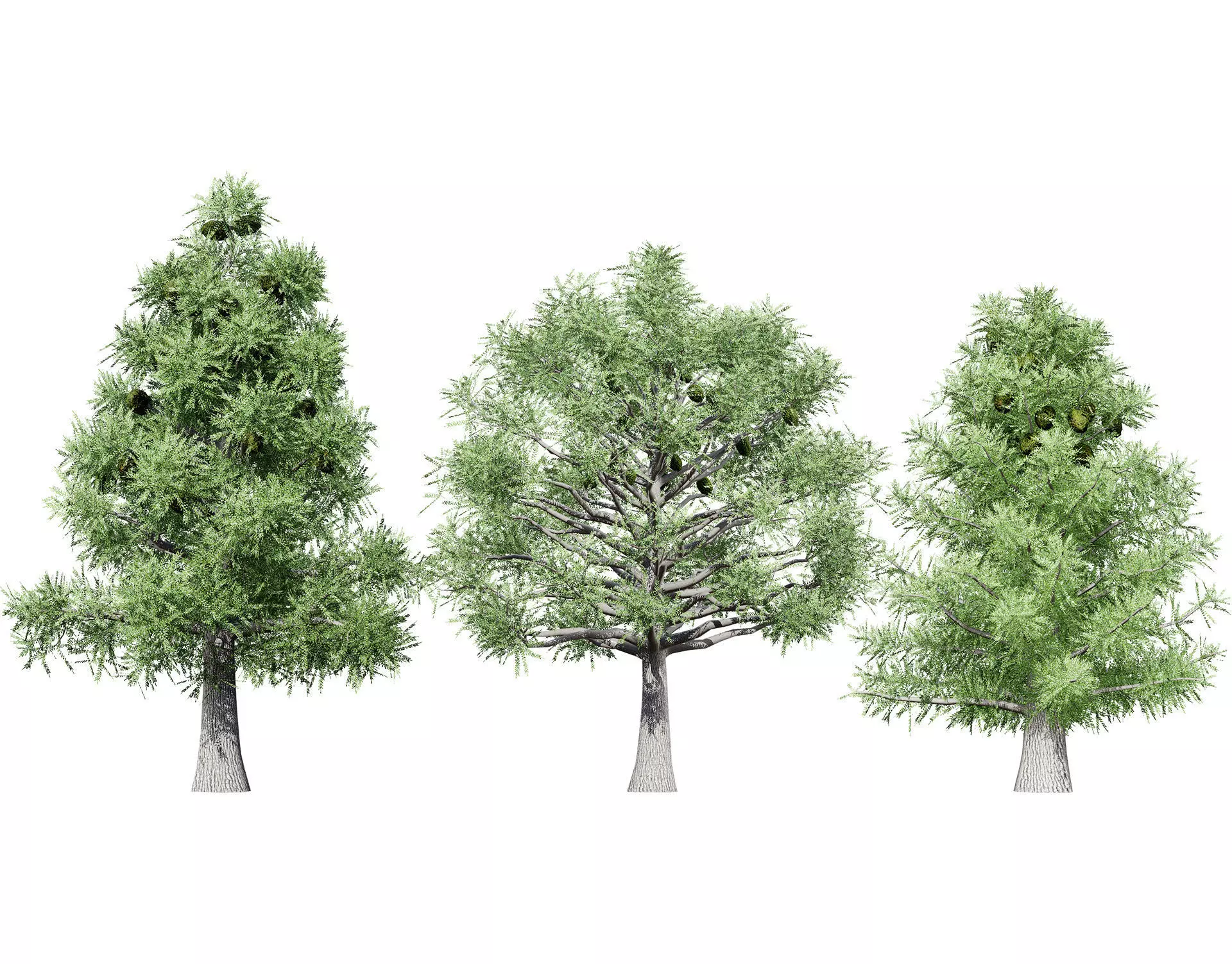 Australian Bunya Pine Trees Low-poly 3D model_0