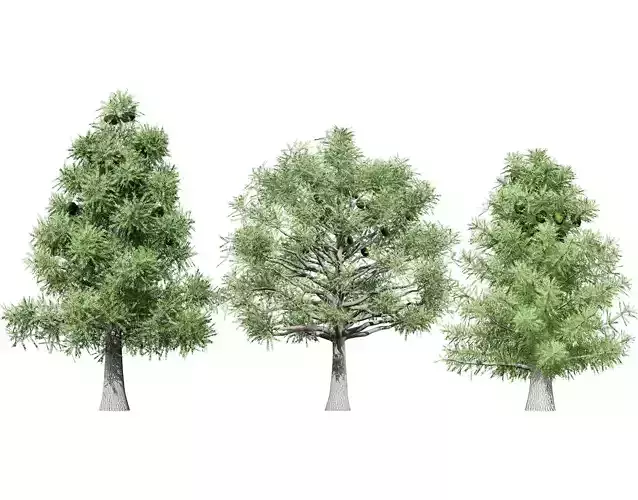 Australian Bunya Pine Trees Low-poly 3D model
