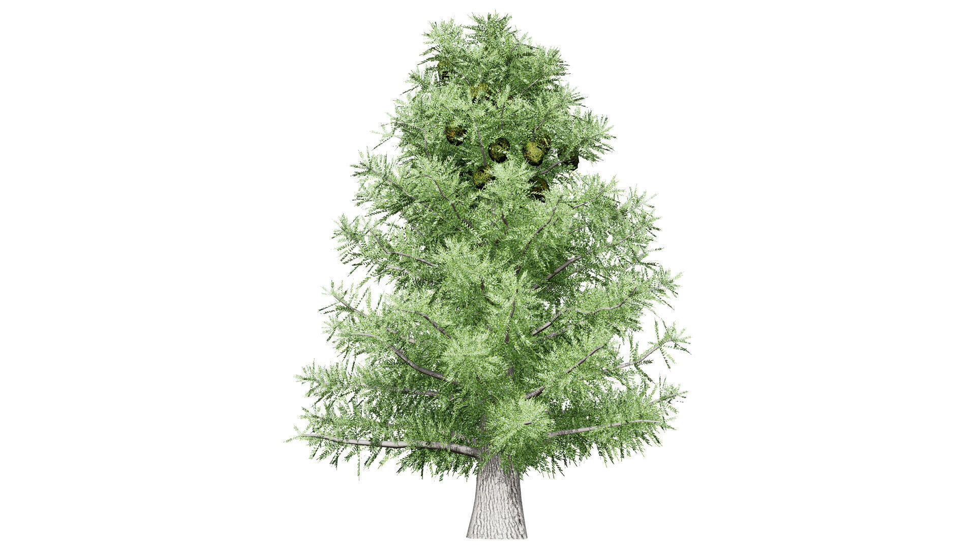 Australian Bunya Pine Trees Low-poly 3D model_8