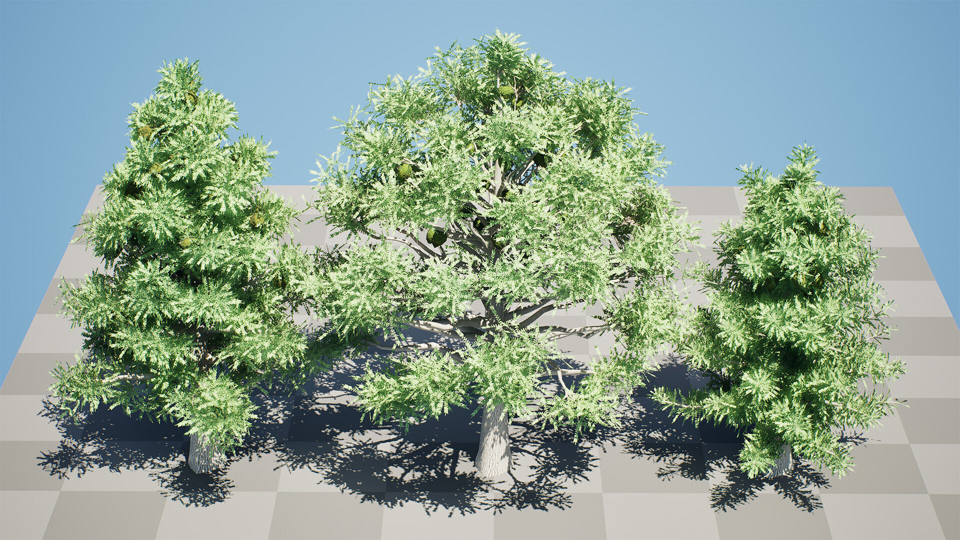 Australian Bunya Pine Trees Low-poly 3D model_11