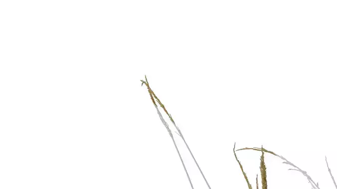 Anydrafts Polypogon fugax Atlas 14