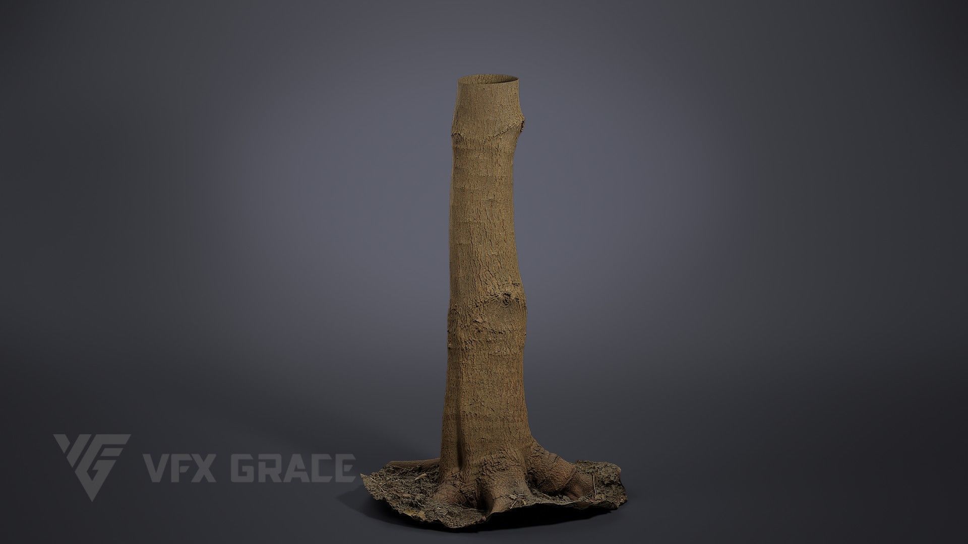 Tallow Tree Trunk 002 3D model_1