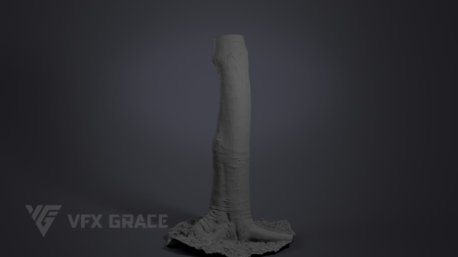 Tallow Tree Trunk 002 3D model_7