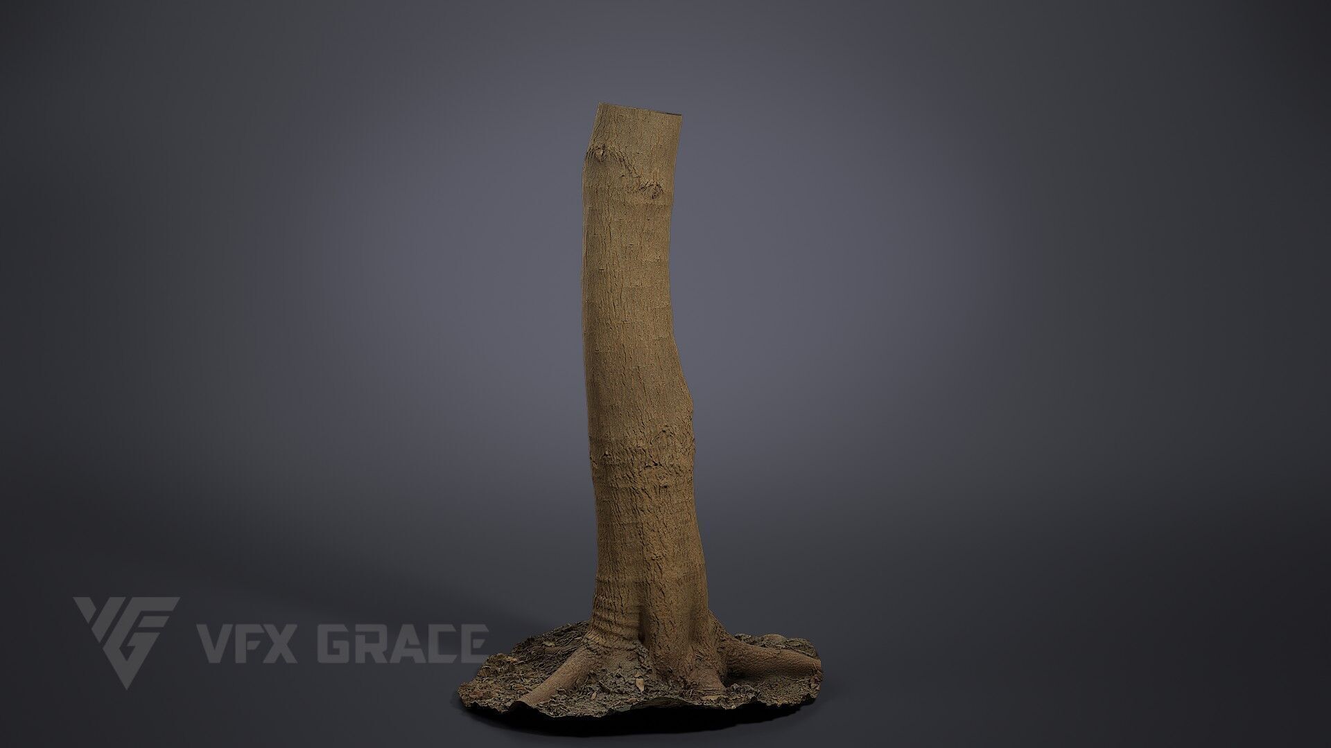 Tallow Tree Trunk 002 3D model_2