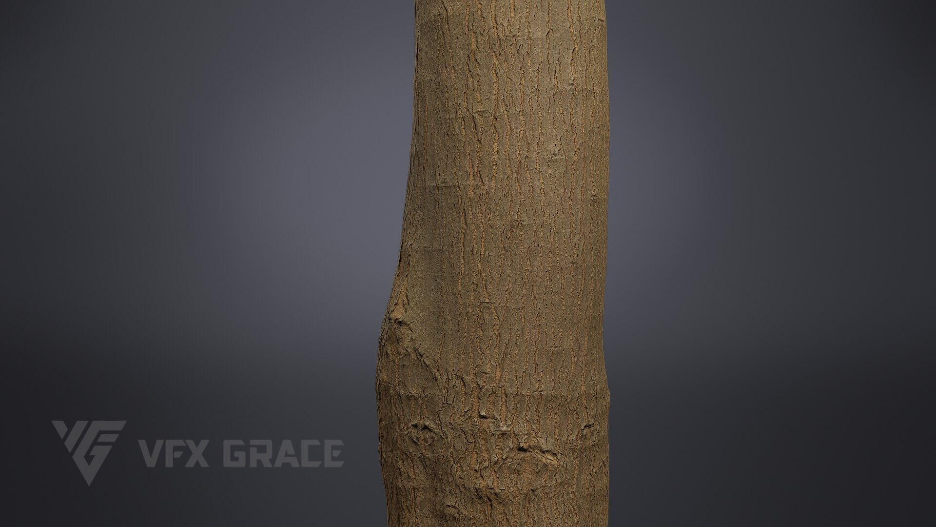 Tallow Tree Trunk 002 3D model_4