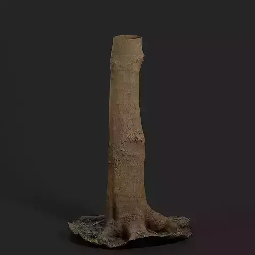 Tallow Tree Trunk 002