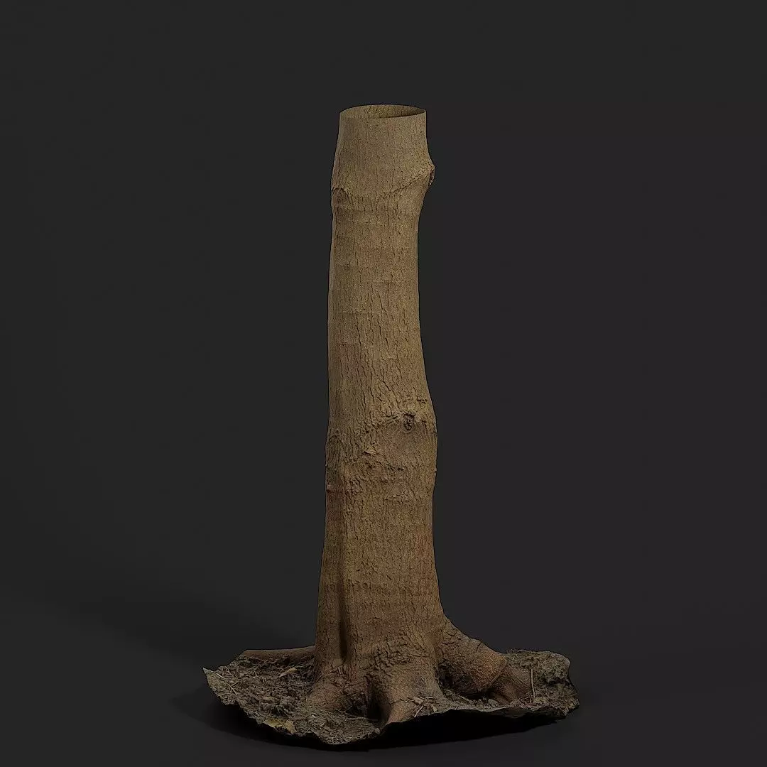 Tallow Tree Trunk 002 3D model_0