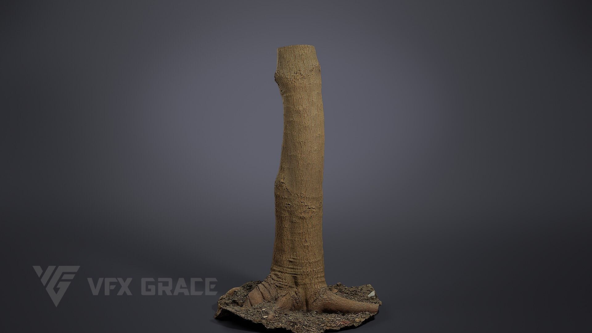 Tallow Tree Trunk 002 3D model_3